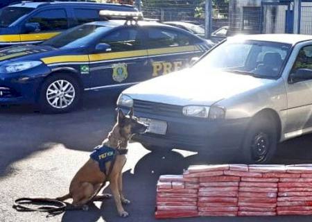 Vídeo: Cães encontram 72 kg de maconha em veículo na Capital