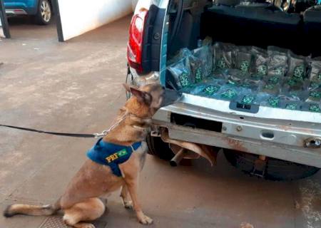 Cães da PRF encontram 21 kg de skunk em carro roubado