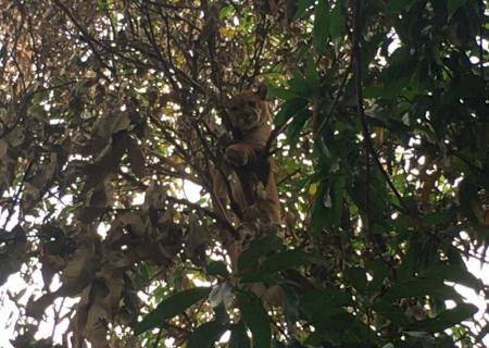 Ação conjunta captura onça-parda que estava em árvore no quintal de residência em Anaurilândia