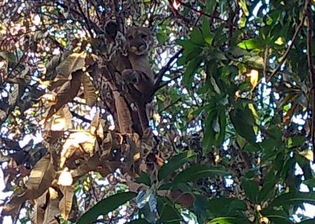 Onça-parda aparece em pleno centro de cidade Anaurilândia