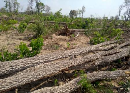 Polícia Ambiental autua empresa em R$ 146 mil por desmatamento ilegal