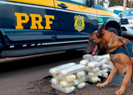 Cão da PRF encontra maconha em tanque de combustível de caminhonete