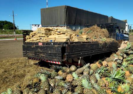 PRF descobre 648 kg de maconha entre abacaxis em Ponta Porã e prende batedores da droga