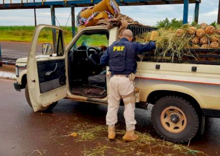 PRF apreende 179,6 kg de maconha escondidos sob carga de abacaxis em Ponta Porã