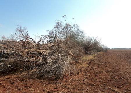 Polícia Ambiental de Bataguassu autua infrator em R$ 4 mil por desmatamento