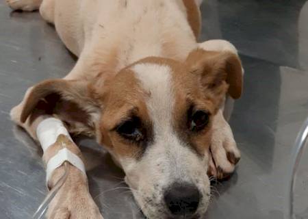 Polícia Ambiental de autua gari por maus-tratos a uma cachorra que foi a óbito por falta de alimentação