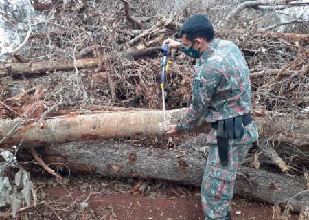 Polícia Ambiental autua arrendatário em R$ 86 mil por degradação de mata ciliar e derrubada de 244 árvores