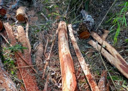 Infrator é multado em R$ 9 mil por derrubada de árvores para exploração de madeira