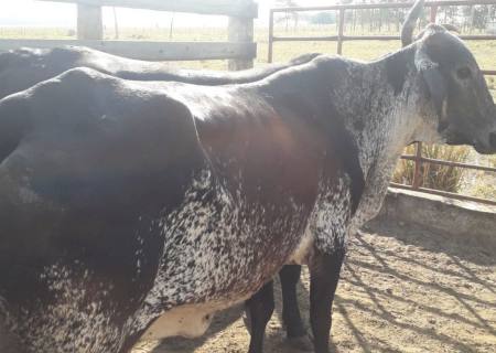 SIGs se unem e recuperam em Bataguassu, 9 cabeças de gado furtadas em Nova Andradina