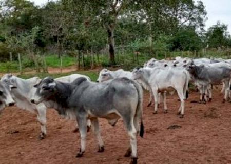 SAD realiza leilão de 38 bovinos da raça Nelore nesta sexta-feira