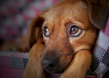 Lei que proíbe latido de cachorro é aprovada em SC; vereador alega mal entendido