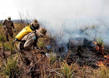 Setor produtivo ressalta que pecuária pode ser agente para combate às queimadas