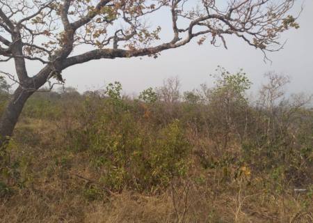 Polícia Ambiental usa GPS para localização de 10 hectares de vegetação desmatada