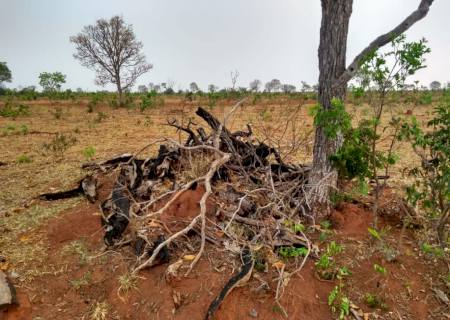 Advogado é multado em R$ 27 mil por desmatamento em fazenda em Ribas do Rio Pardo