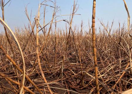 Usina é multada novamente por incêndio, dessa vez em R$ 408 mil