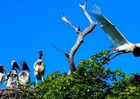 Pousadas e hotéis fazenda na região do Pantanal não são atingidos pelas queimadas