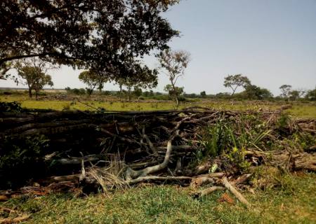 PMA aplica multa de R$ 16 mil a produtor rural por desmatamento em Sidrolândia