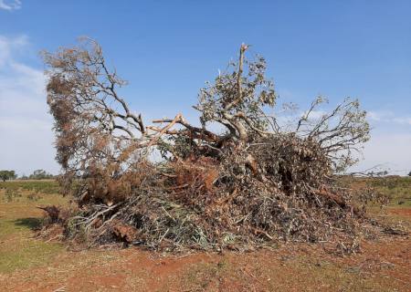 Polícia Ambiental de Anaurilândia autua paranaense em R$ 393 mil por desmatamento ilegal