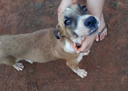 PMA de Dourados recebe denúncia e localiza homem que espancou cão em Rio Brilhante