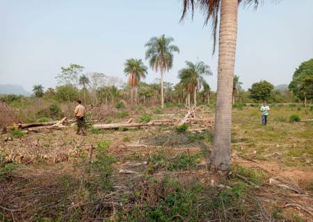 Polícia Ambiental autua assentado por desmatamento ilegal no Pantanal