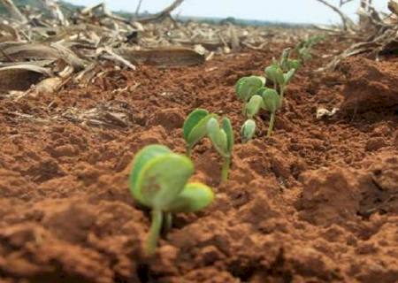 Agricultores de MS tem até 31 de dezembro para terminar plantio e devem registrar área na Iagro