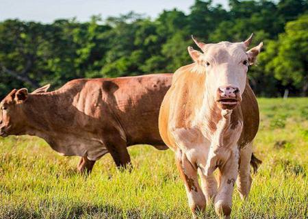 Carne Sustentável e Orgânica do Pantanal fortalece pecuária e conserva o meio ambiente