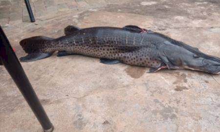 Paulista divulga fotos de peixes e acaba autuado por pesca predatória no rio Verde em MS