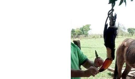 Polícia localiza e autua pecuarista após divulgar nas redes sociais foto de tucano abatido