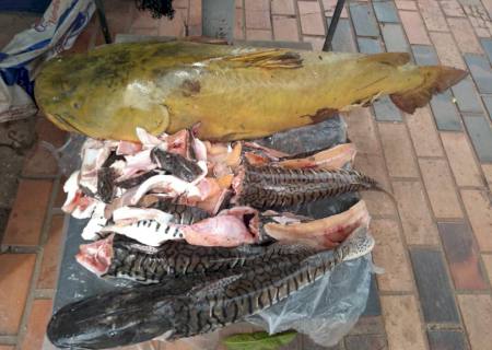 PMA de Coxim prende e autua em R$ 3 mil infrator pescando na Piracema