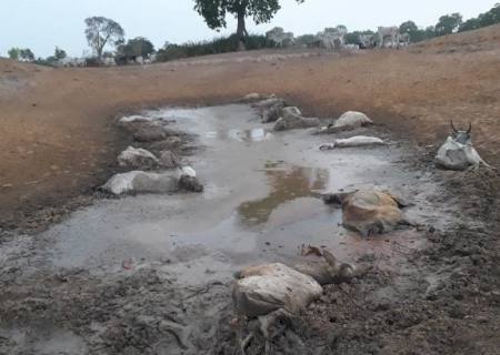 Pecuarista leva multa de R$ 118 mil por maus tratos a 236 cabeças de gado