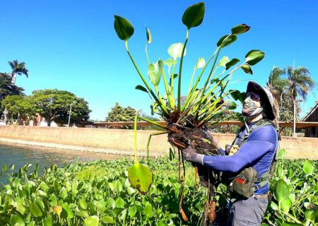 ISI Biomassa irá recolher plantas aquáticas de balneário para produção de bio-óleo