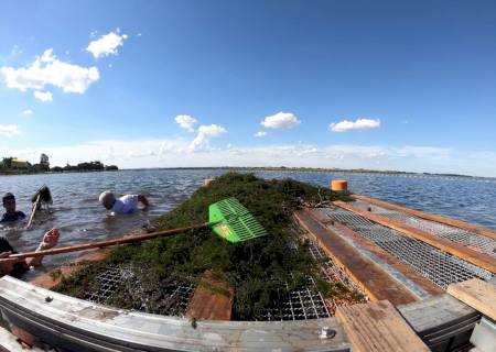 ISI Biomassa recolhe de balneário 1,8 tonelada de plantas aquáticas para produzir bio-óleo