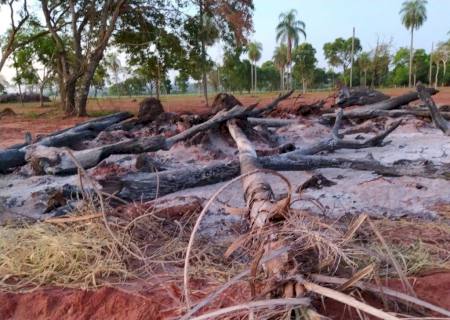 Polícia Ambiental autua infrator por derrubar árvores e incendiar a madeira ilegalmente