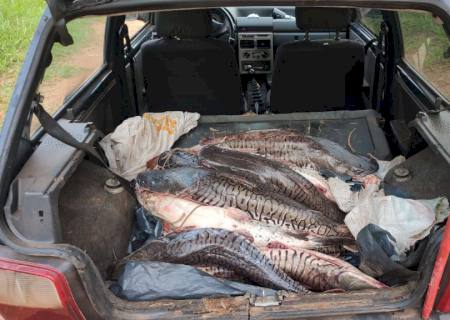 PMA de Rochedo surpreende infrator voltando de pescaria com 70 kg de pescado capturado na Piracema