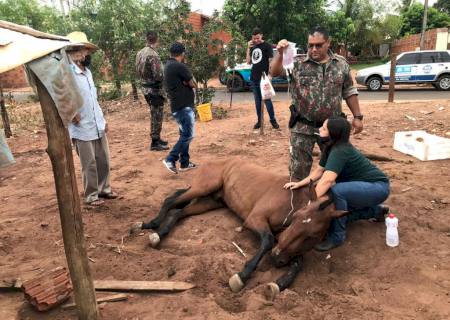 PMA atende denúncia de maus tratos e auxilia idoso que cuidava de cavalo doente em fase terminal