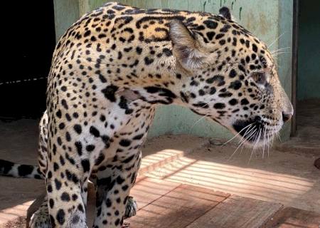 Onça pintada resgatada em novembro com queimaduras será solta no Pantanal