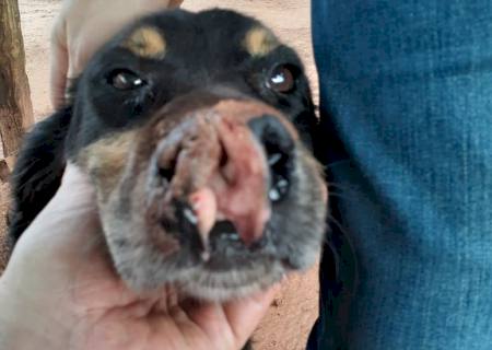 Polícia Ambiental autua criminoso que cortou cachorro de facão para que parrasse de latir