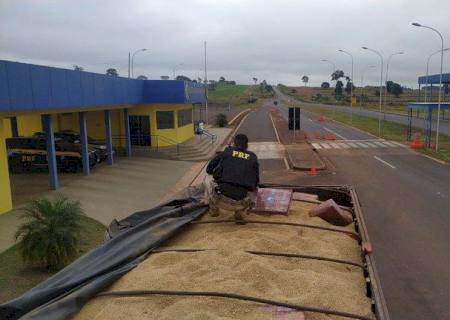 Vídeo: PRF apreende mais de 12 toneladas de maconha em meio a carga de farelo em Eldorado