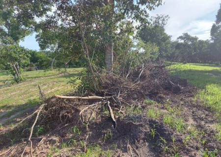 Idoso é autuado por desmatamento de vegetação nativa em MS