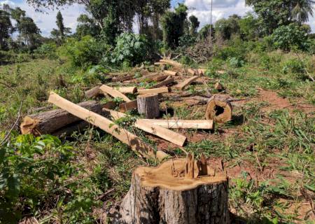 Polícia Ambiental de Mundo Novo autua infrator em R$ 465,9 mil por desmatamento ilegal