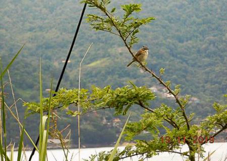 Mais de 25 mil espécies da flora só existem no Brasil, mostra estudo