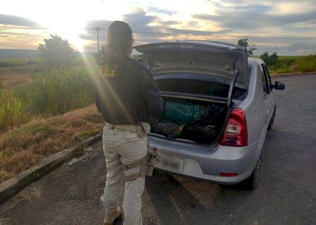 PRF intercepta carga de maconha em Sonora que seguiria para o Mato Grosso