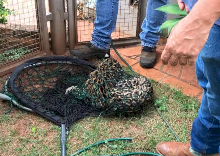 Jaguatirica é encontrada em quintal de residência em Campo Grande