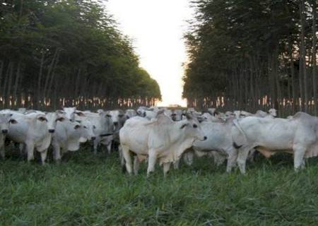 MS possui terceira maior área agrícola financiada pelo Programa Agricultura de Baixo Carbono no país