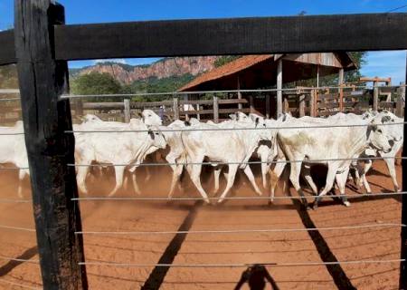 Superando expectativa inicial, SAD arrecada R$ 156 mil em leilão de bovinos