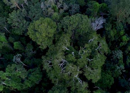 Força-Tarefa da AGU ficará mais um ano atuando em defesa da Amazônia