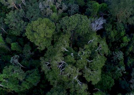 Governo autoriza apoio da Força Nacional ao ICMBio na Amazônia