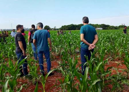 Homem encontrado morto em milharal pode ter ligação com agiotagem internacional em Dourados