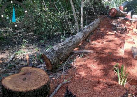 Polícia Ambiental autua assentada por exploração de madeira ilegal