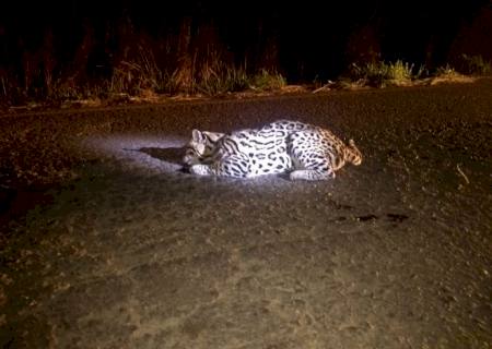 Vídeo: Polícia Ambiental resgata jaguatirica atropelada em estado grave em rodovia de Anaurilândia